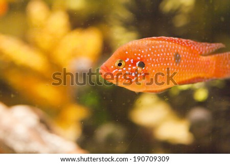 Fishes in an aquarium float and don\'t think of anything