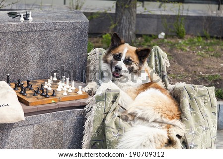 The clever dog plays chess on the street