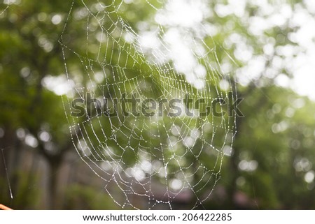 Cobweb covered in rain drops of water