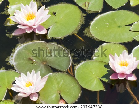 Water lilies in the pond are growing under the bright sun