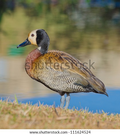 A white-faced whistling duck standing close to a river