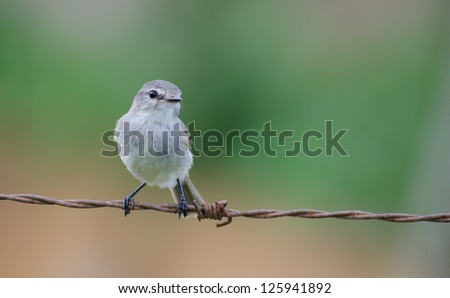 A sooty tyrannulet standing on barbed wire