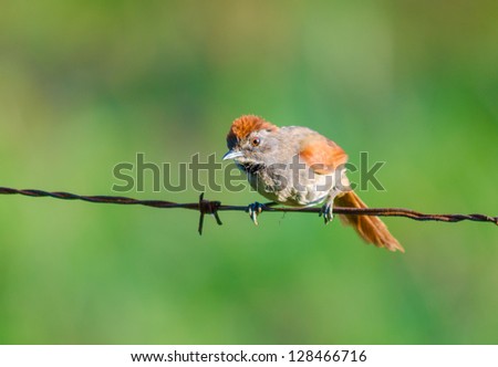 A sooty-fronted spinetail standing on barbed wire