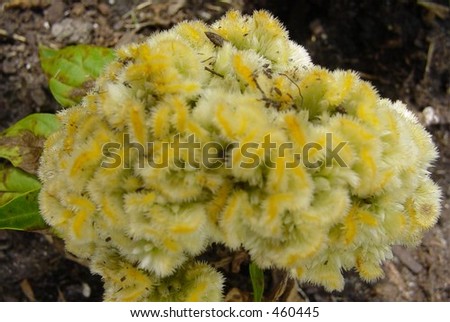 Yellow Brain-like Flower