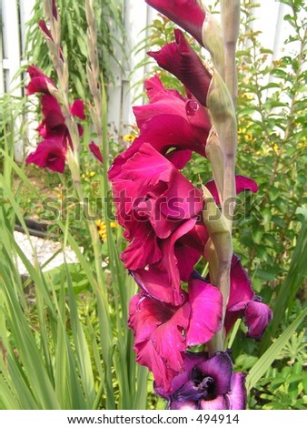 Reddish Purple Gladiolus 1