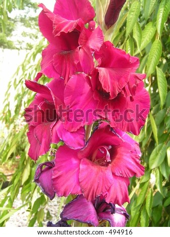 Reddish Purple Gladiolus 2