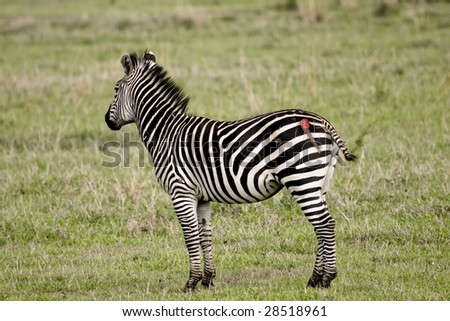This zebra was attacked by a lion but was able to escape