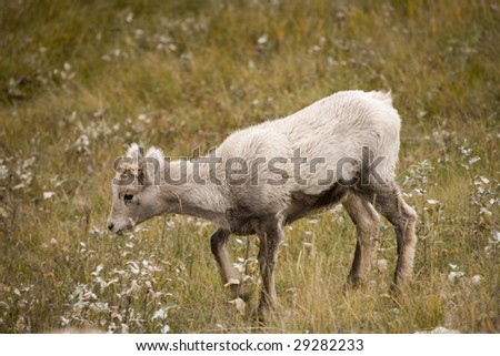 Young Bighorn Sheep in Jasper Alberta Canada