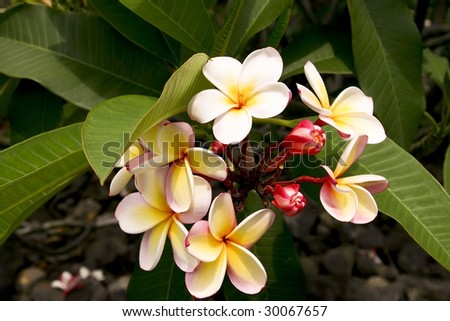 A beautiful flower found on the Big Island of Hawaii