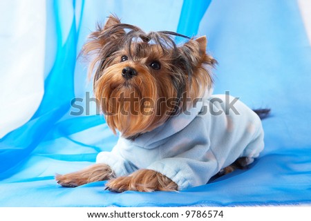 Yorkshire Terrier  in a blue pajama