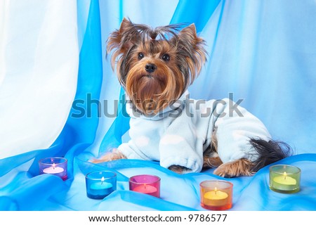 Yorkshire Terrier  in a blue pajama