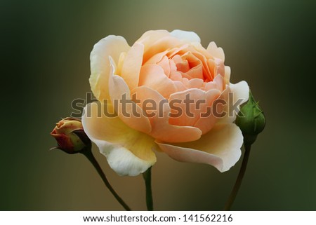 rose beige