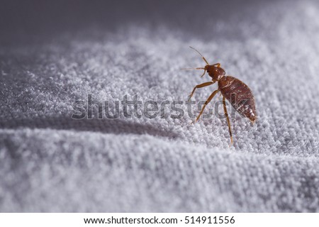 Bed bug Cimex lectularius