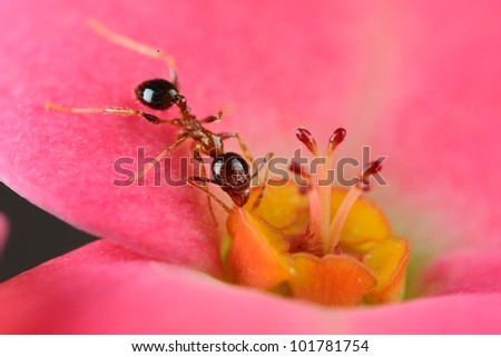 A very small black ant eats nectar on a pink petal. Got this shot with micro photography equipments