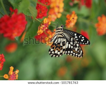 A beautiful butterfly stopping at a flower and eat its nectar. Got this shot with micro photography equipments