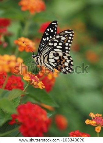 A beautiful butterfly stopping at a flower and eat its nectar. Got this shot with micro photography equipments.