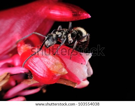 A big black ant on a red flower with isolated black background