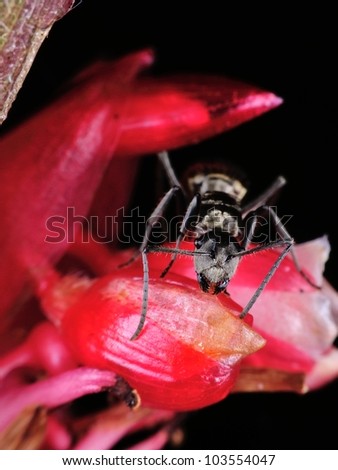 A big black ant on a red flower with isolated black background