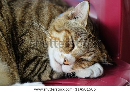 Cute cat Sleeping on a chair