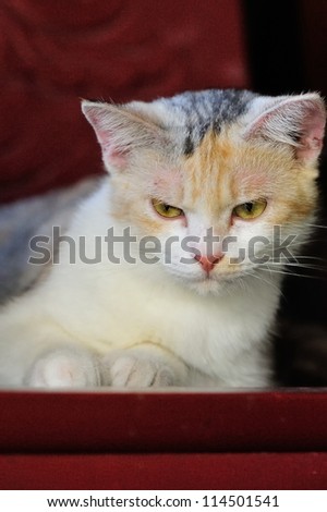 Cute cat on a red chair