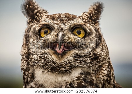 Owl calling with it\'s tongue out and eyes wide open.