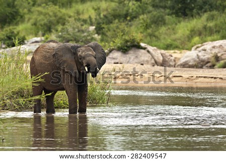 Lone elephant having a drink alone the river in the Kruger National Park.