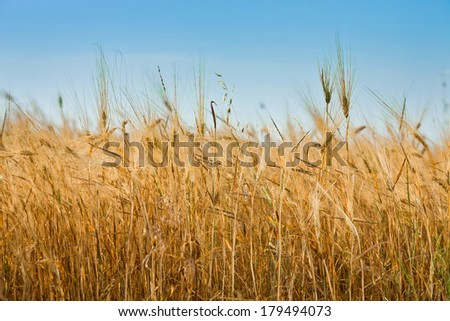 Wheat field with gold ears of wheat against blue sky