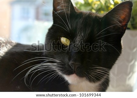 Close up of a black cat with one eye sitting in the sun in an indoor scene.