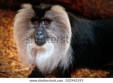 A Full Face shot of a Lion-Tailed Macaque /  Wanderoo  Monkey in Captivity.