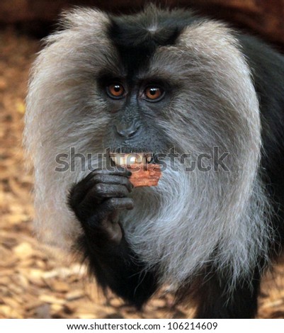A Full Face shot of a Lion-Tailed Macaque / Wanderoo Monkey in Captivity.  The Monkey is looking at the camera and eating some food with his teeth showing.