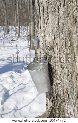 Traditional way of collecting maple tree sap for making maple syrup and other maple sugar products.