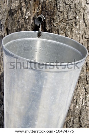 Traditional way of collecting maple tree sap for making maple syrup and other maple sugar products.
