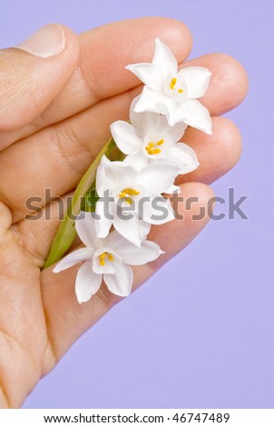 Hand Holding Bunch of White Narcissus