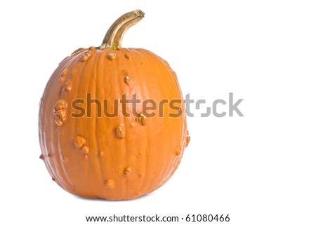 Goose Bump Pumpkin Isolated on White