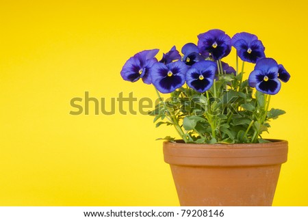 Purple  Pansies in  Clay Pot on Yellow Background