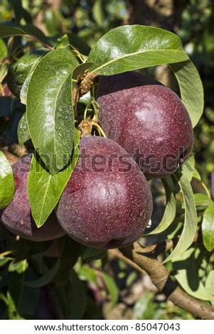 Purple Pear Orchard