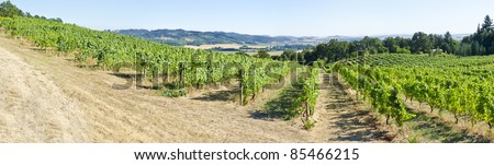 A Pinot Noir Vineyard in the Willamette Valley Oregon