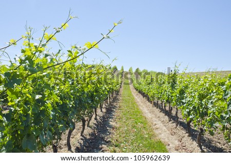 Vineyard in the Spring