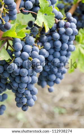 Cabernet Sauvignon Red Wine Grapes : 11293