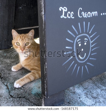 Ginger Cat Hiding Behind an Ice Cream Sign