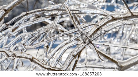 Branches Covered with Ice After a Winter Storm