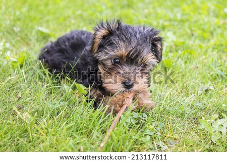 Yorkie Puppy Playing with a Stick on Green Grass