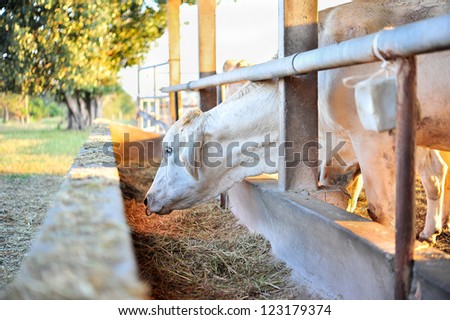 Organic beef Cows Feeding in thailand