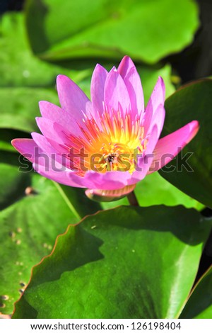 The Top view of Pink Lotus