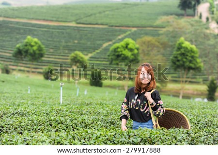 Asia beautiful Woman picking tea leaves in a tea plantation, happyness