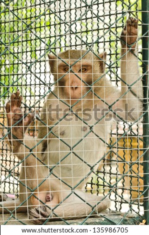 sad monkey looking out through the cage