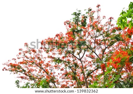 Flame Tree or Royal Poinciana Tree on white background, can be used for background