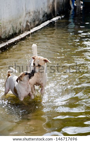 NAKHON PATHOM, THAILAND - NOV 12: Two dogs  playing in flood water in Utthayan road during the worst flooding crisis on November 12, 2011 in Nakhon Pathom, Thailand