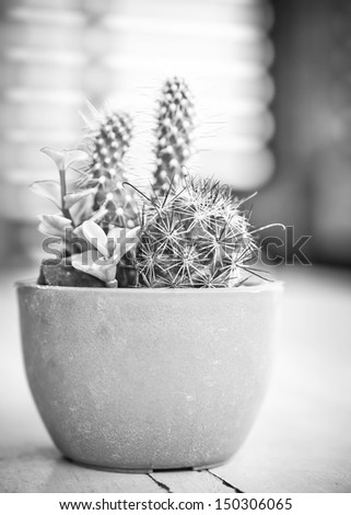 Different cactus plants  in flowerpot. Selective focus.Processed with black and white style.