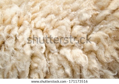 Close up of sheep wool skin background.